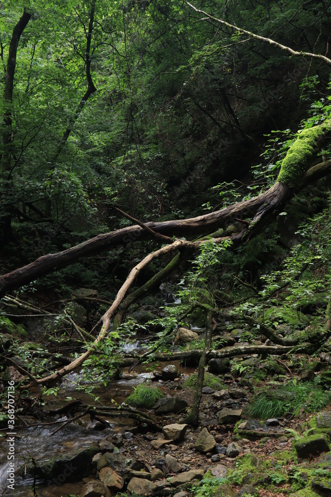nature in mitake mountain , japan ,tokyo nature in mitake mountain , japan ,tokyo
