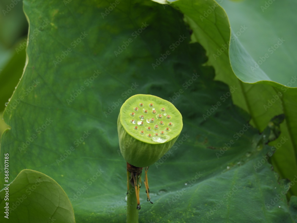 Fototapeta premium 雨に濡れる蓮（花托）