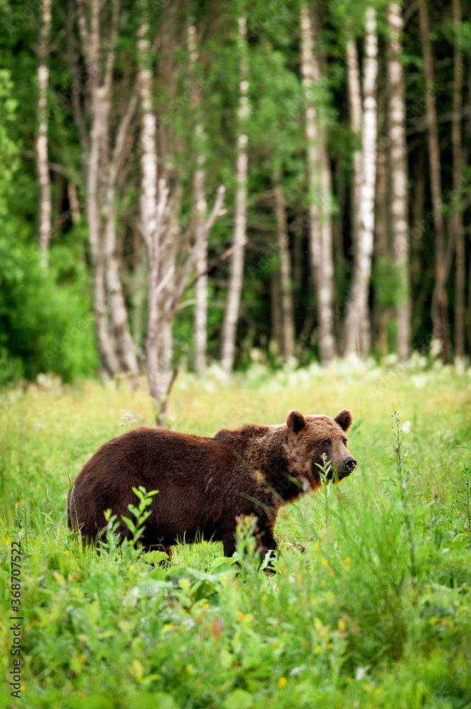 Wild brown bear in the forest looking for food during summer evening. (high ISO image)