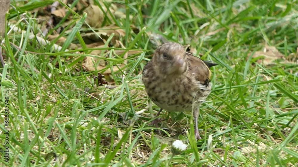Goldfinch chick feeding from the ground in Ireland Goldfinch chick feeding from the ground in Ireland