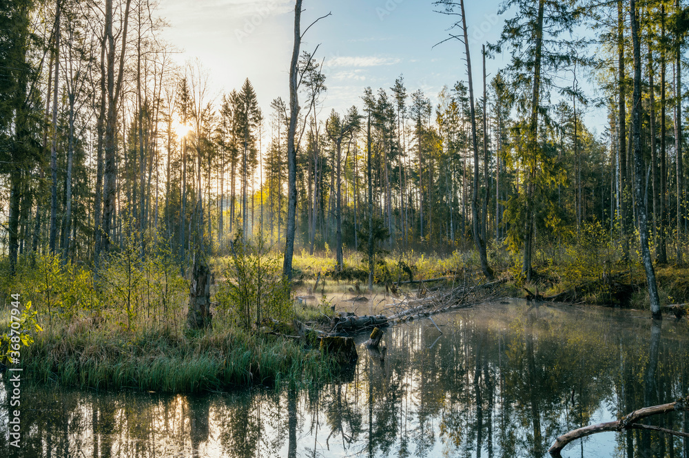 Sunrise morning above swampy river with fallen trees and fog on water surface. Sunrise morning above swampy river with fallen trees and fog on water surface.