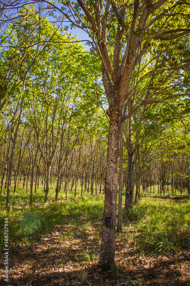 Naklejka premium Latex collection process in the heart of a rubber plantation (seringal) in Brazil, highlighting the traditional method of tapping rubber trees for natural latex.