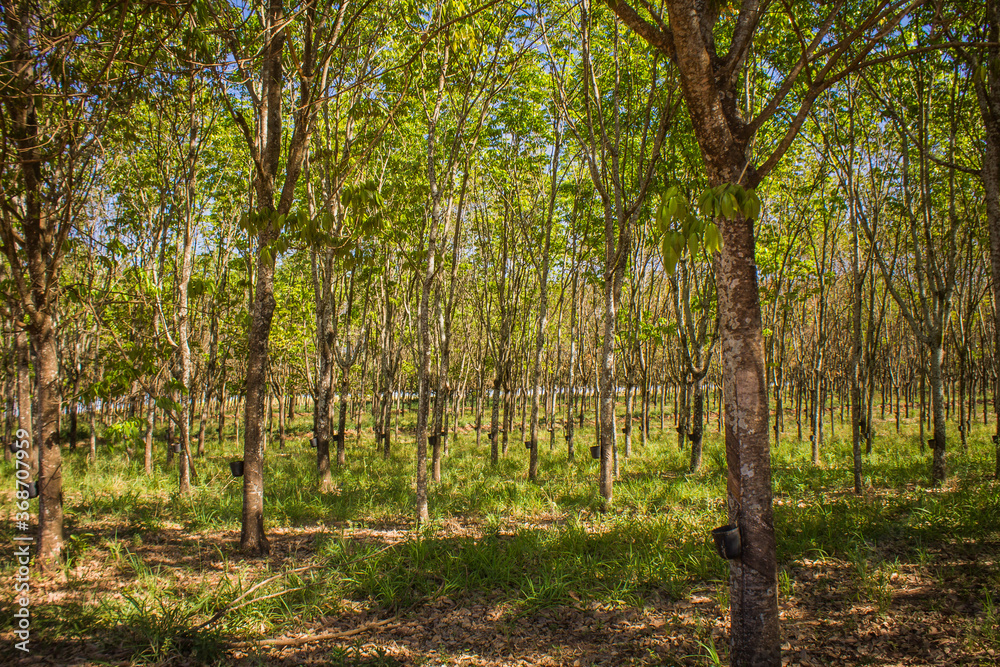 Latex collection process in the heart of a rubber plantation (seringal) in Brazil, highlighting the traditional method of tapping rubber trees for natural latex Latex collection process in the heart of a rubber plantation (seringal) in Brazil, highlighting the traditional method of tapping rubber trees for natural latex