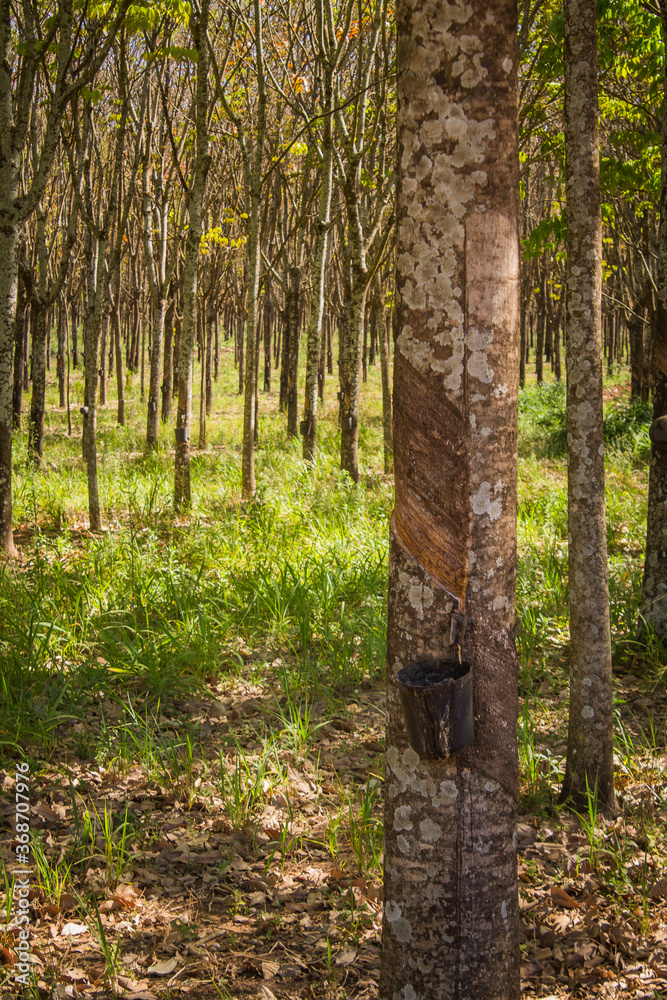 Rubber tree planting in the interior of Brazil - Hevea brasiliensis ...