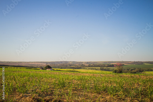 Sugarcane cultivation field in the interior of Brazil