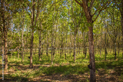 Rubber tree planting in the interior of Brazil - Hevea brasiliensis