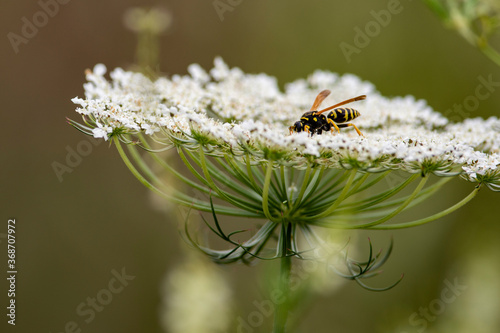 Wasp photo