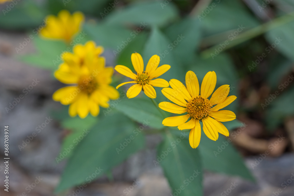 Obraz premium Yellow flowers blooming outdoors，Melampodium divaricatum (Pers) DC. 