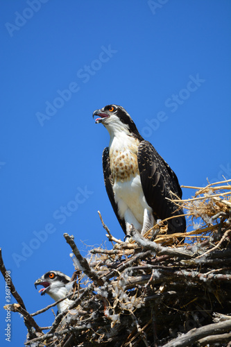 Juvenile Osprey perched on nest