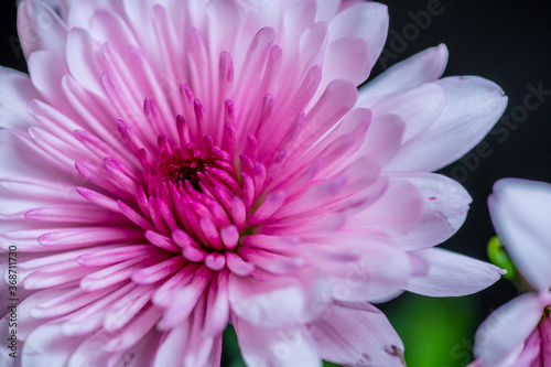 close up of pink Chrysanthemum