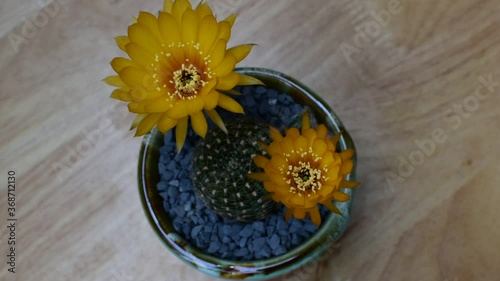 flora, fresh, tree, spine, photo, species of cactus, pattern-cactus, top view, close up, growth, flower, thorn, desert, sharp, leaf, blossom, summer, beauty, fashion, landscape, detail, garden, plant,
