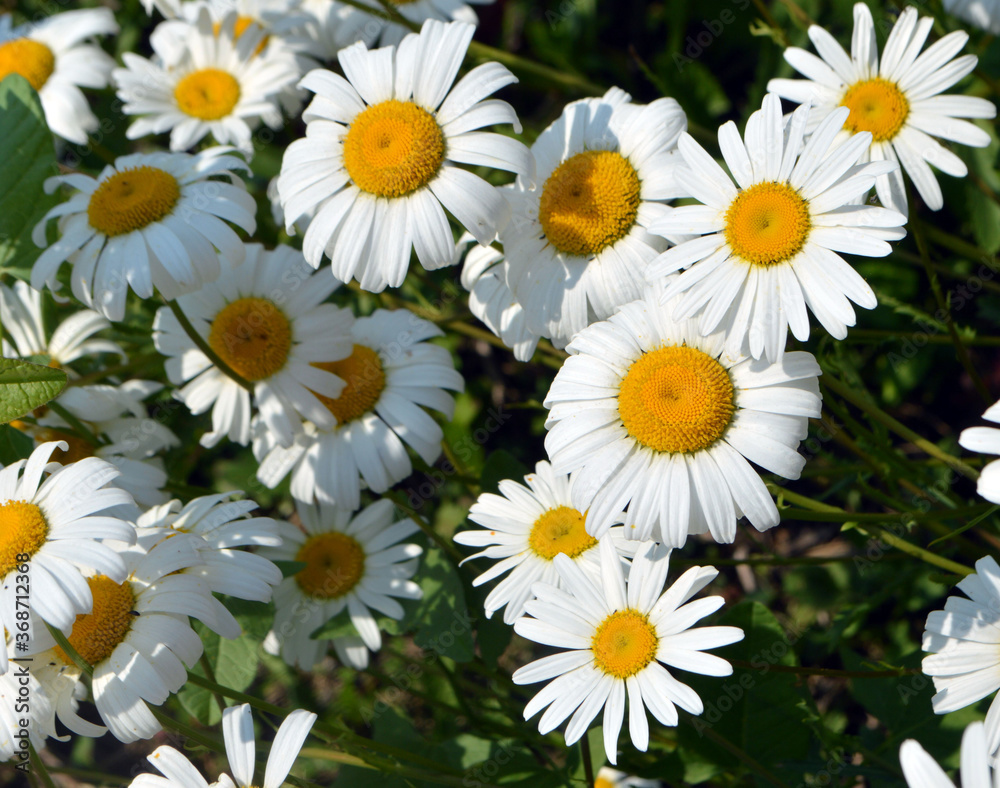 Fototapeta premium beautiful daisies grow on the ground on a summer day