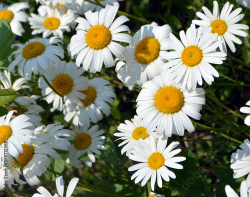  beautiful daisies grow on the ground on a summer day