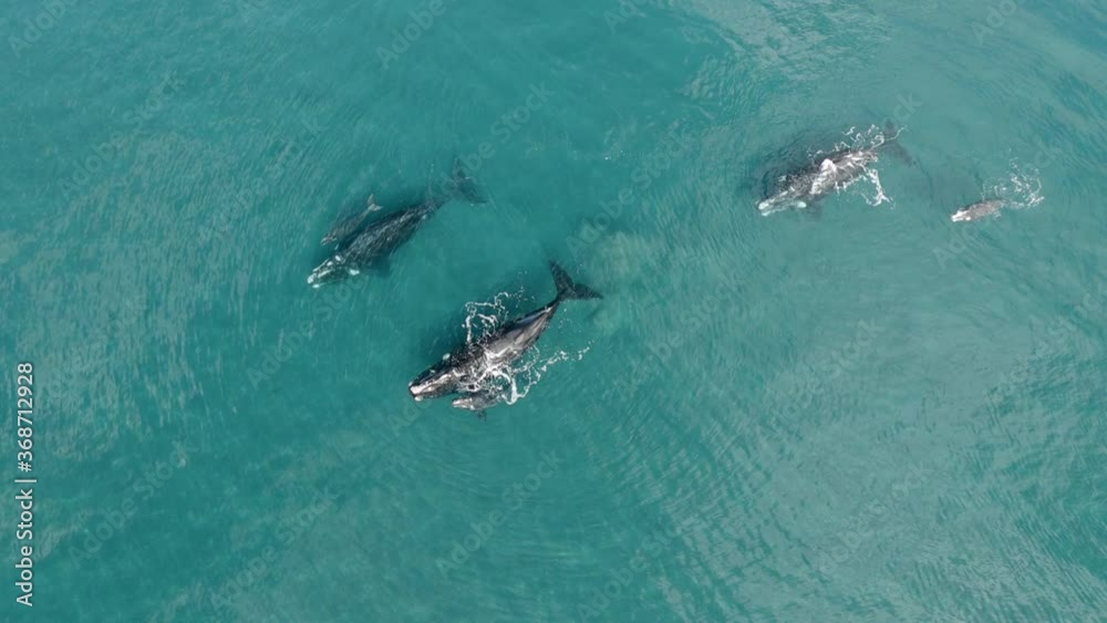 Three Whales Mothers with their Babies Swimming Peaceably - Aerial Shot Birdeye Three Whales Mothers with their Babies Swimming Peaceably - Aerial Shot Birdeye