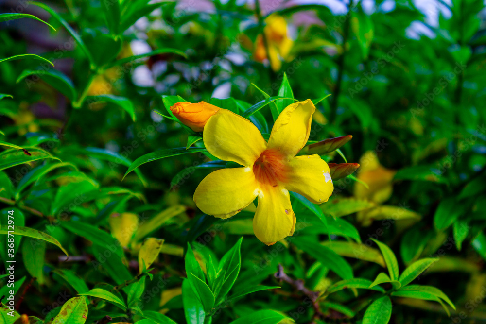 Fototapeta premium yellow flowers
