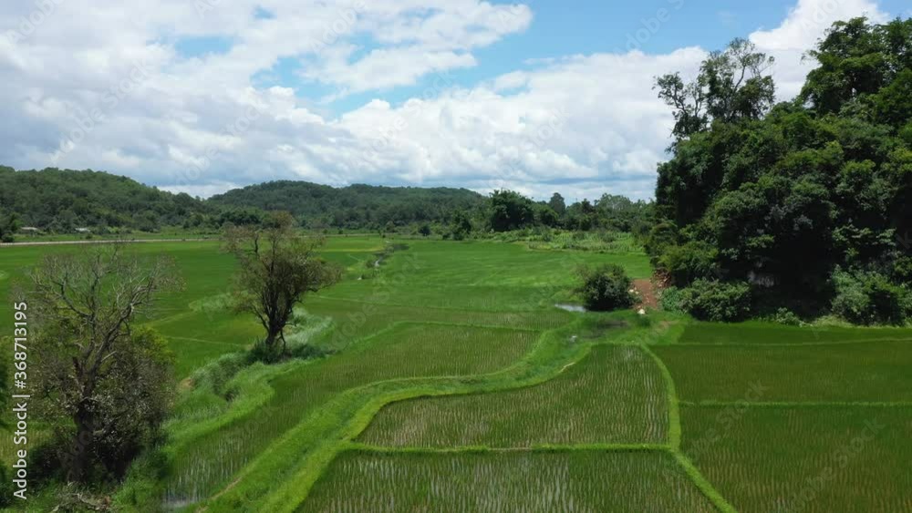 A paddy field in water at the edge of a green forest in Asia, Laos, between Vientiane and Luang Prabang, in summer on a sunny day.