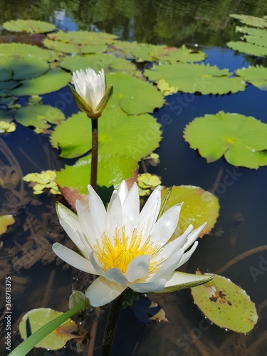 white water lily