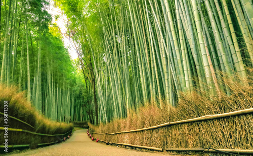 Bamboo forest with no people in Arashiyama, Kyoto, Japan. December 1, 2018.