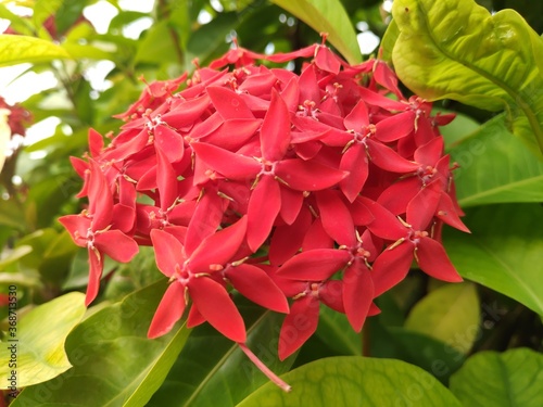 red and green leaves