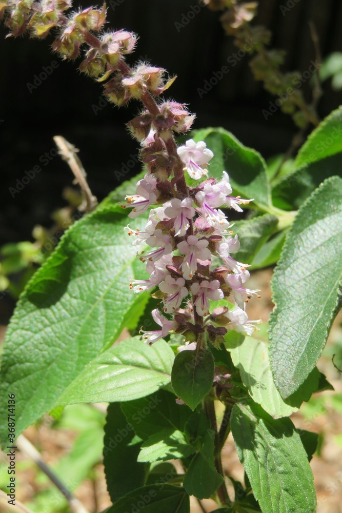 Ocimum basilicum plant in Florida zoological garden, closeup Ocimum basilicum plant in Florida zoological garden, closeup