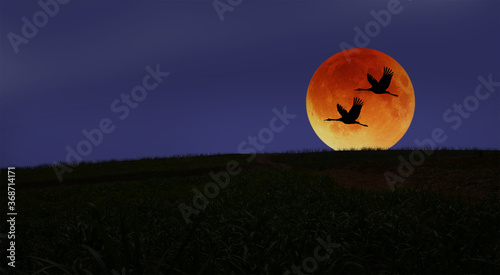 Couple cranes fly through the red moon in the evening