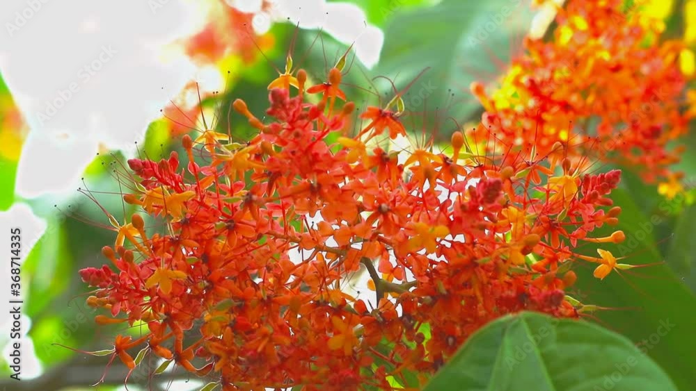 Asoka, Saraca, Sorrowless tree bouquet red flowers move by wind
