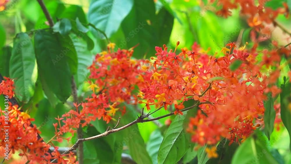 Asoka, Saraca, Sorrowless tree bouquet red flowers in the garden