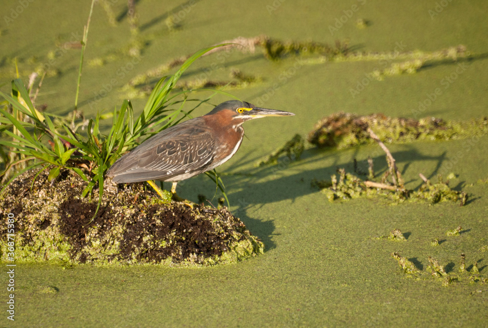 Green Heron in a Marsh in Florida Green Heron in a Marsh in Florida
