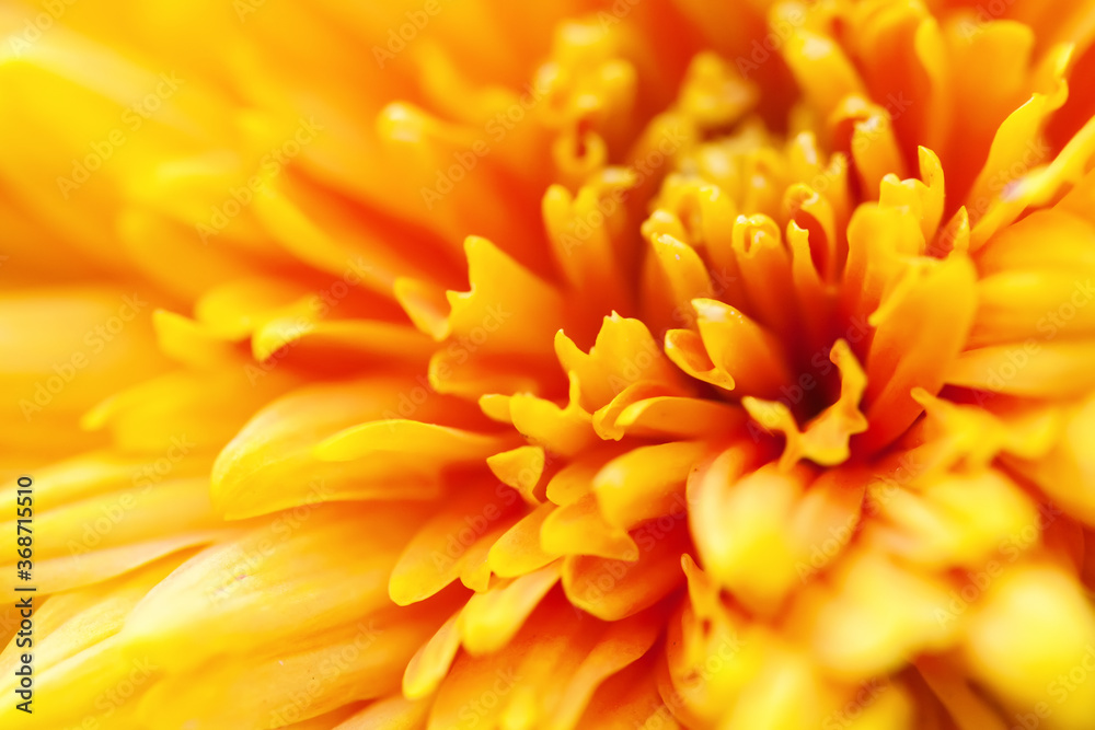Yellow flowers in soft style for background Yellow flowers in soft style for background