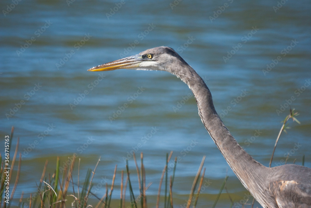 Heron Looking for Fish in a Florida Marsh Heron Looking for Fish in a Florida Marsh