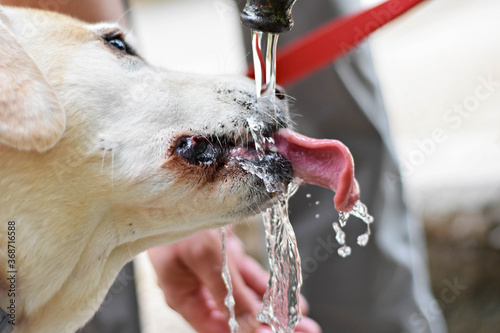 Cute Labrador retriever dog drinking clean cold water from water faucet