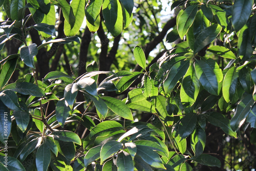 Fototapeta premium green leaves on a branch