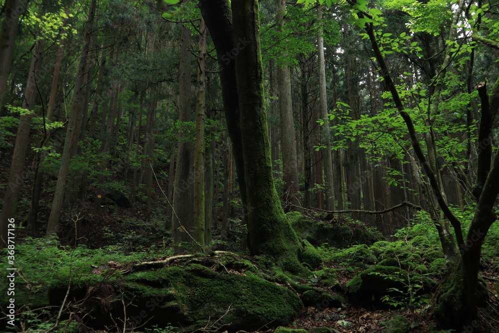Nature in mitake mountain , japan ,tokyo