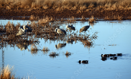 Snowhill cranes and ducks in marshland in evening light