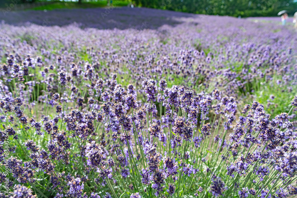 Naklejka premium 北海道 富良野ラベンダー畑