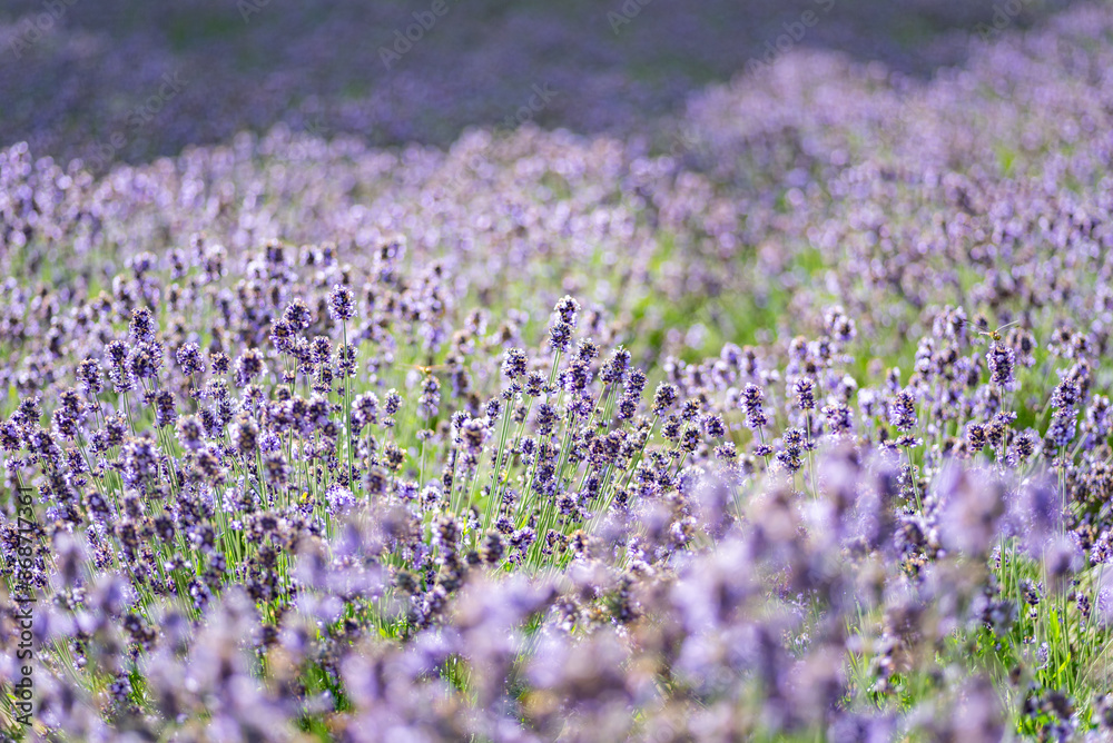 Naklejka premium 北海道 富良野ラベンダー畑