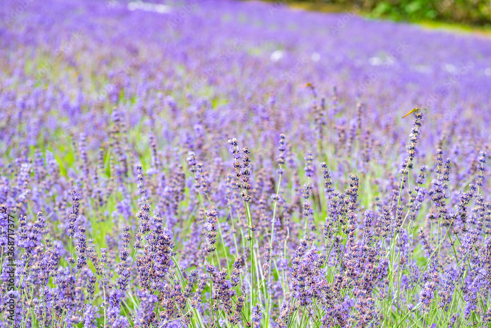 Naklejka premium 北海道 富良野ラベンダー畑