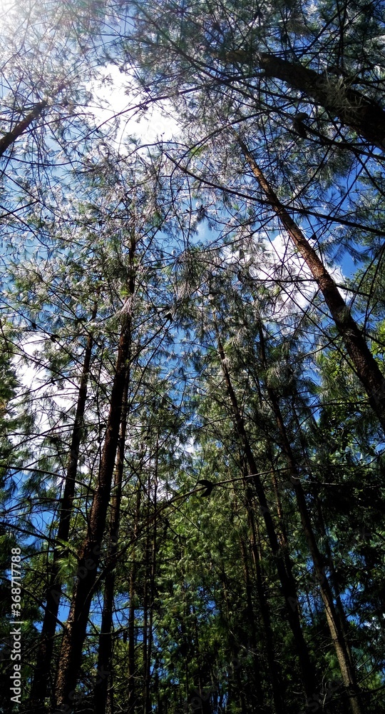 Árboles del bosque en un día soleado Árboles del bosque en un día soleado