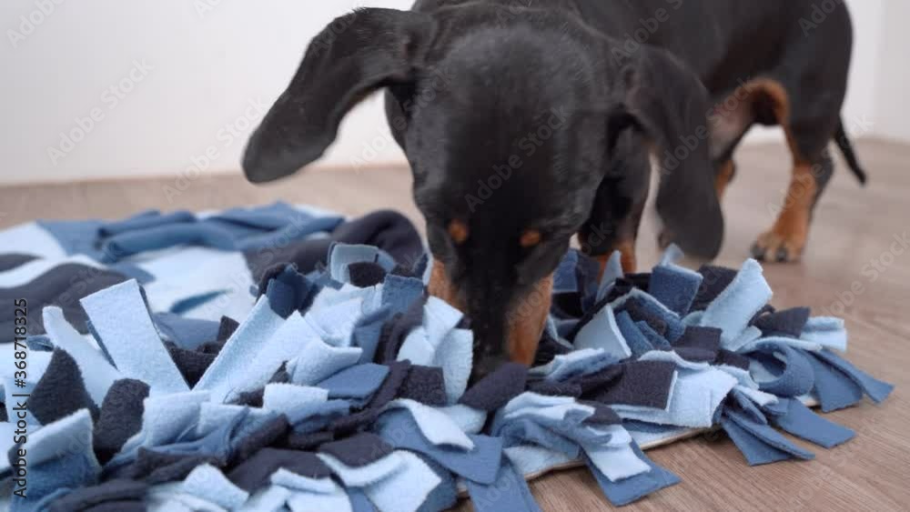 Smart dachshund dog is looking for delicious dried treats in soft washable textile snuffle mat and eating them, running away, close up. Intellectual game and training of nose work with pet