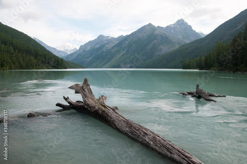 Evening view of Kucherlinskoye lake with fallen tree trunks in the foreground  the Altai republic  Russia