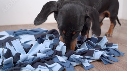 Smart dachshund dog is looking for delicious dried treats in soft washable textile snuffle mat and eating them, running away, close up. Intellectual game and training of nose work with pet
