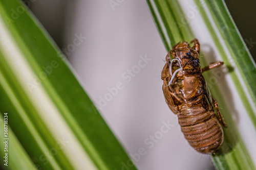 Cicada exoskeleton with umbilical cord