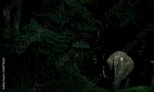 walking elephant in dark night at jungle