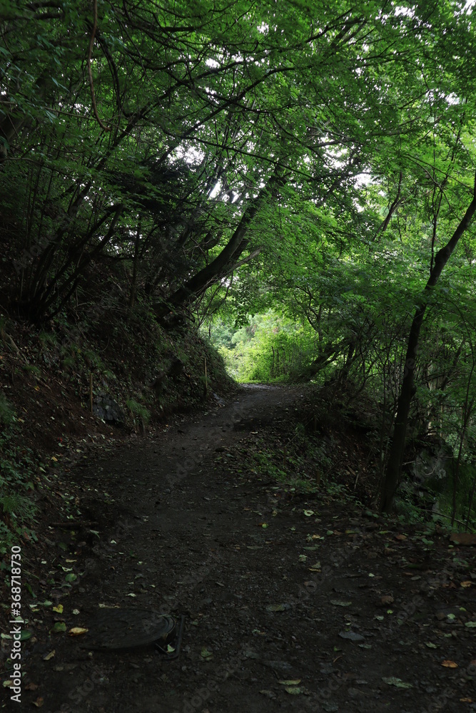 Nature in mitake mountain , japan ,tokyo Nature in mitake mountain , japan ,tokyo