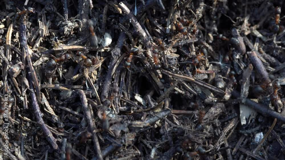 Big anthill in the woods. Big anthill with colony of ants in summer forest. Ants on the ant hill in the woods closeup, macro Big anthill in the woods. Big anthill with colony of ants in summer forest. Ants on the ant hill in the woods closeup, macro