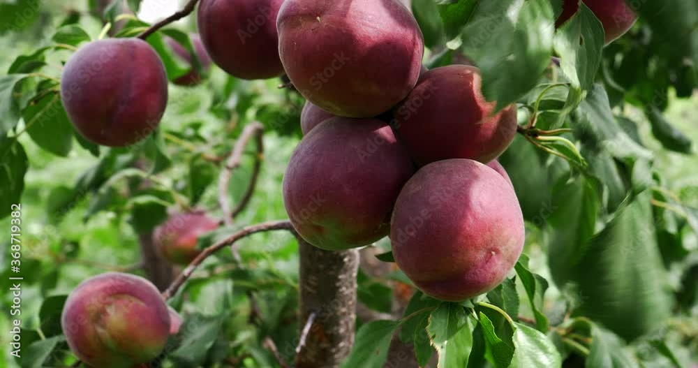 Delicate nectarines hang from the branches of a tree under strong gusts of wind. Crossed apricot and plum variety. shallow depth of field Delicate nectarines hang from the branches of a tree under strong gusts of wind. Crossed apricot and plum variety. shallow depth of field
