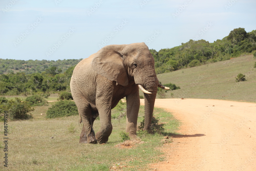 Elephant in Addo Elephant Park, Port Elizabeth, South Africa.