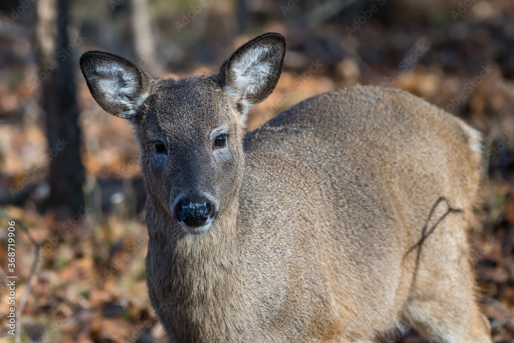 White-tailed deer fawn standing in the woods White-tailed deer fawn standing in the woods