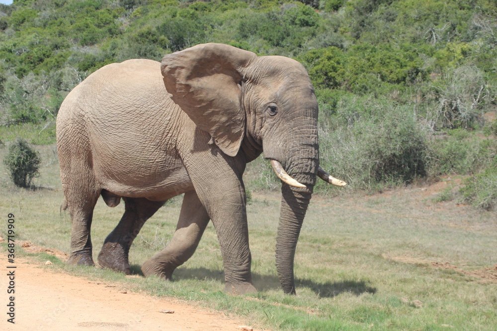 Elephant in Addo Elephant Park, Port Elizabeth, South Africa.