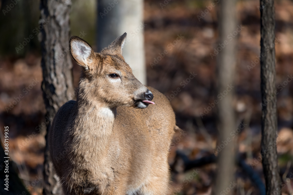Fototapeta premium White-tailed deer fawn standing in the woods with its tongue out